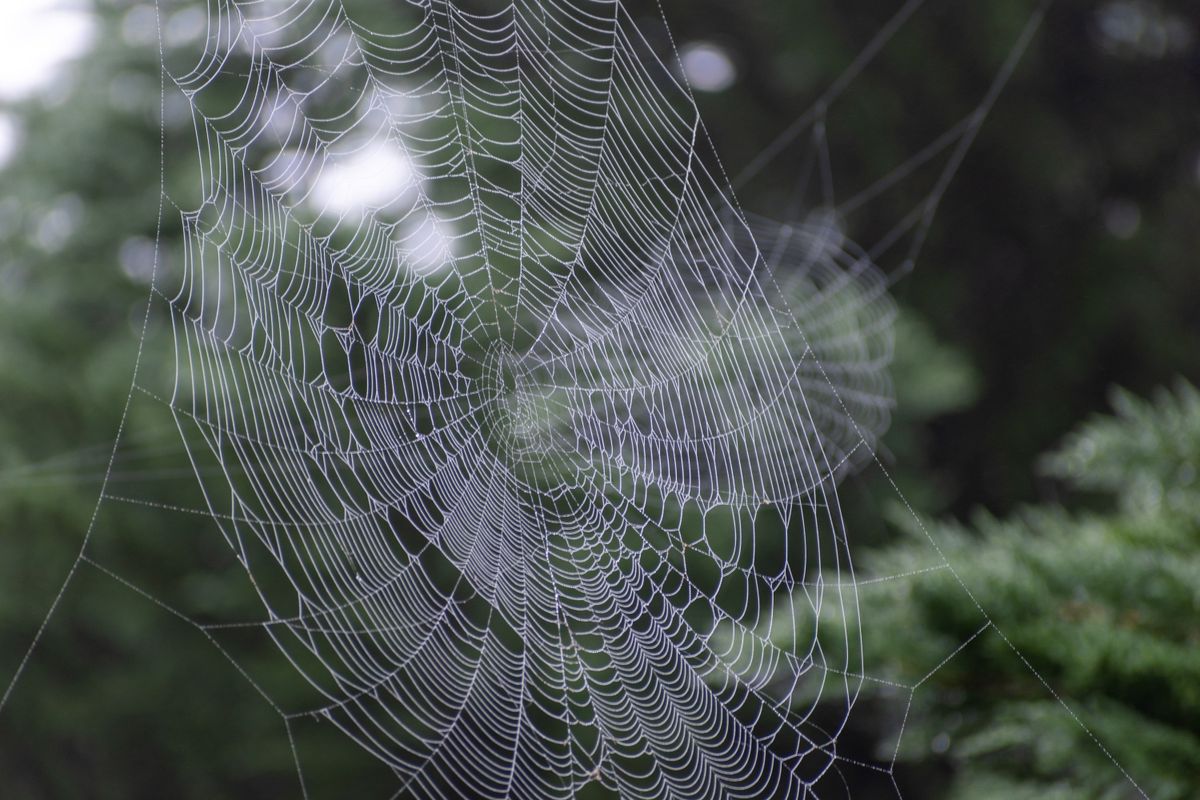 A dew-covered spider web, for our Usenet Crawler NZB indexer review